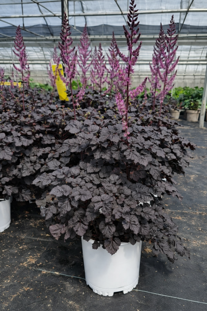 Астильба Дарк Сайд оф зе Мун купити п9, о,5л, р9